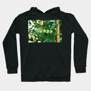 Green Tomatoes on the Vine Hoodie